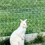 Apartmán Fimm Vel'ka Lomnica